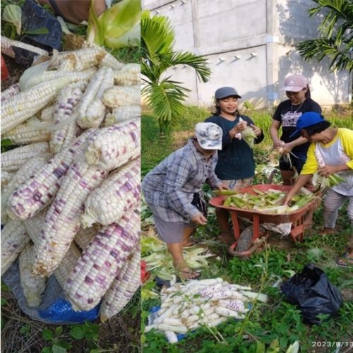 Jagung Pulut / Ketan