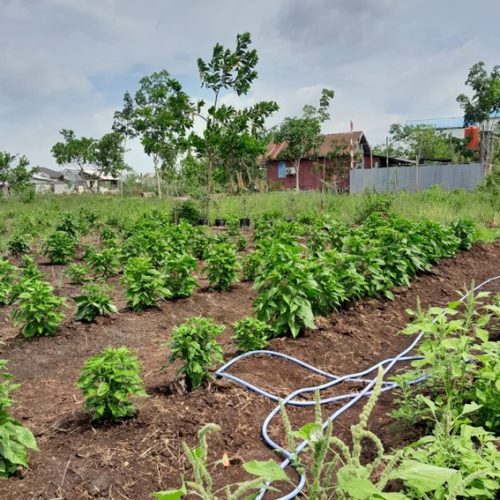 Sustainable Livelihood